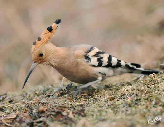 圆明园 wbr路 wbr戴胜 圆明园 wbr路 wbr戴胜