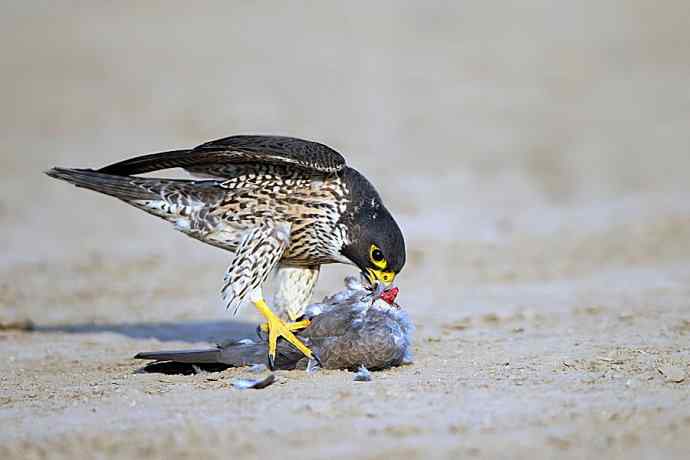 游隼凶残（野鸭湖纪实）