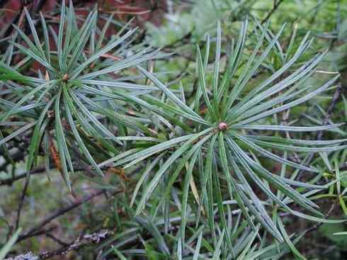 鱼类活化石：矛尾鱼