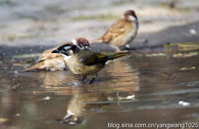 白头鹎bei（白头翁）