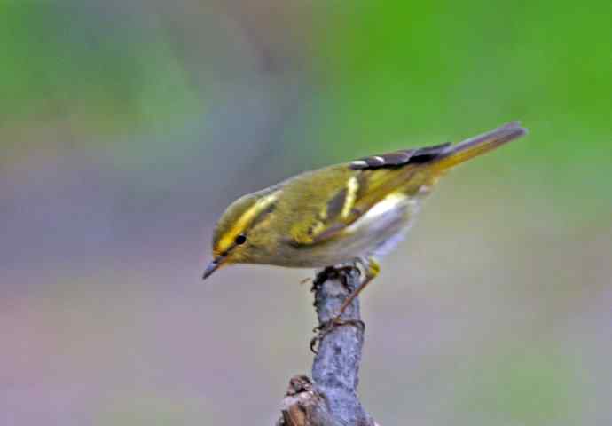 北京天坛公园的鸟类——黄腰柳莺（2）