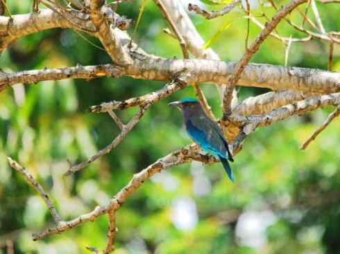 绝色攀禽：佛法僧目之佛法僧