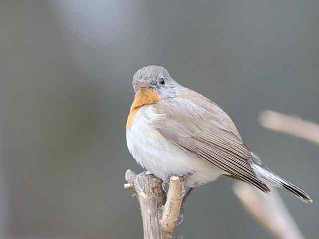 圆明园的红胸姬鹟