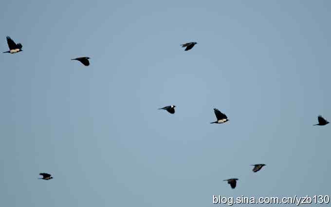 沙河水库近拍青脚鹬(组图) 沙河水库近拍青脚鹬(组图)