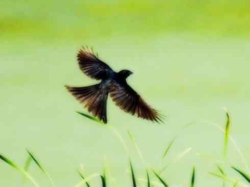 雀鸟也彪悍：黑侠（黑卷尾）