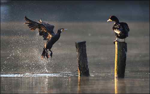 杭州鸟类摄影家帕瓦龙的拍鸟历程