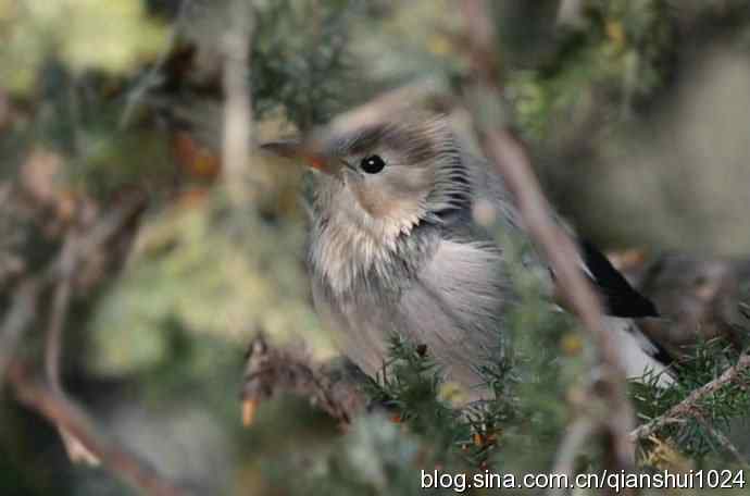 丝光椋鸟树上的尴尬(天坛)