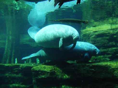 美人鱼：传说的兽原型探秘（海牛）