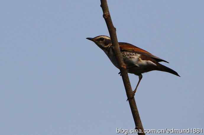 初哥守株待兔之收获
