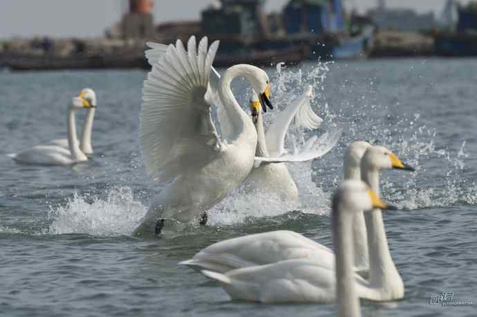 烟墩角&nbsp;wbr路&nbsp;wbr再次与大天鹅亲密相处