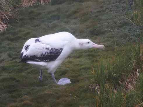 鸟类之最：漂泊信天翁