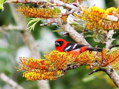 极品红色鸟类：猩红比蓝雀