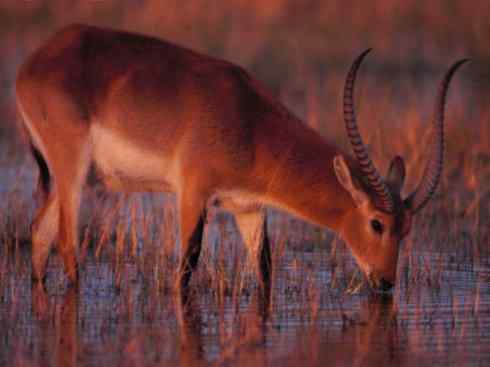麒麟：传说的兽原型探秘（马羚）