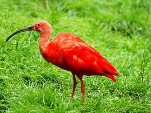 极品红色鸟类：美洲红鹮