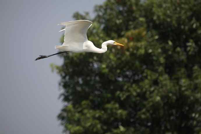 摄鸟拾趣 wbr wbr白鹭（二）