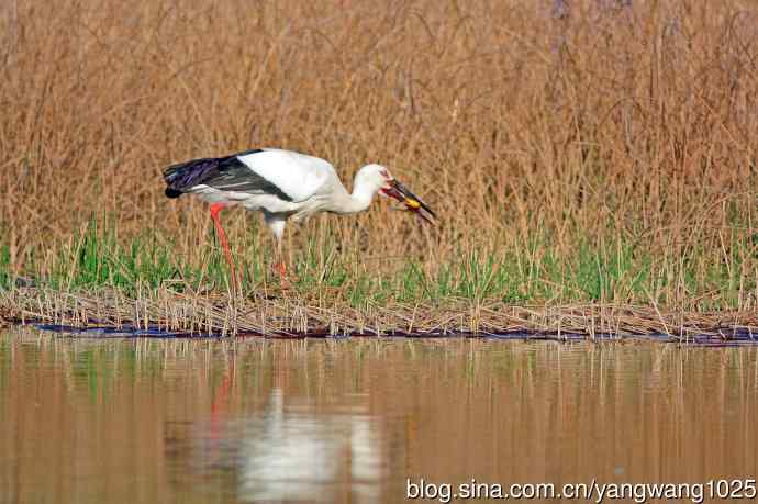 东方白鹳（11）