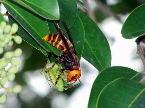 十大喜食蜂蜜动物：胡蜂