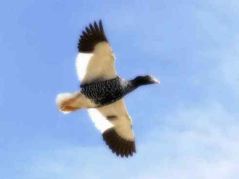 白头鸟系列：另类的美丽（斑胁草雁）