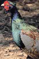 寻找国鸟中的民族性格