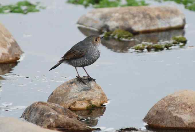 快乐打鸟 wbr wbr呼呼捏丫