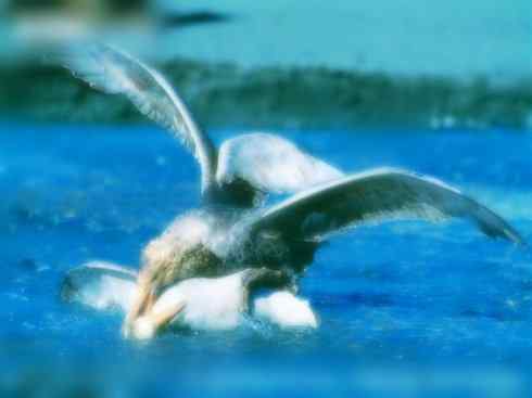 天生猎手：非猛禽类猎手之四（荒漠猎手走鹃）