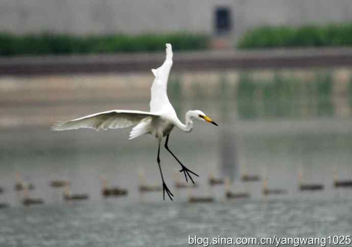 飞（白鹭）3
