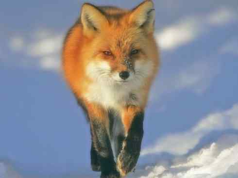 动物世界：山寨还是原创之十五