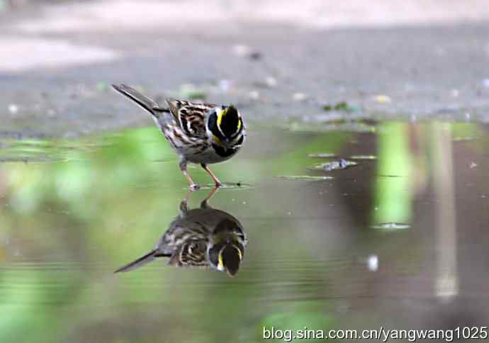 北京天坛公园的鸟类——黄喉鹀