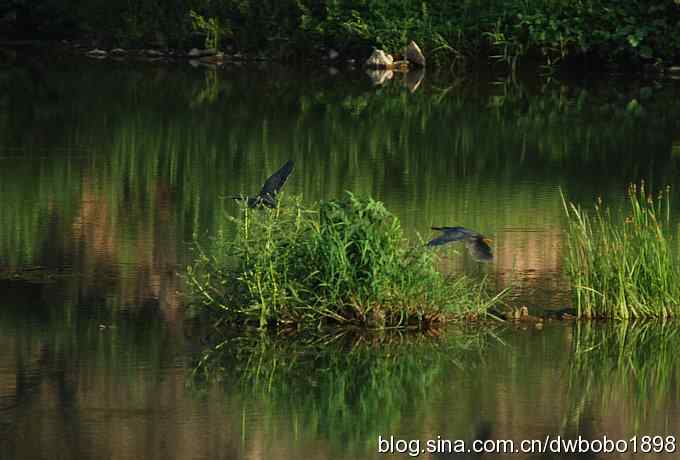 冒酷暑寻拍绿鹭 wbr长途奔袭古北口