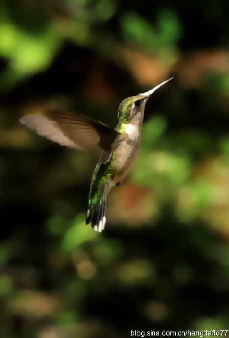 红玉喉北蜂鸟（3）