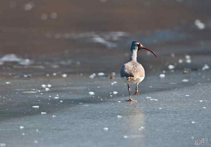 又见鹮(huán wbr)嘴鹬(yù) 又见鹮(huán wbr)嘴鹬(yù)