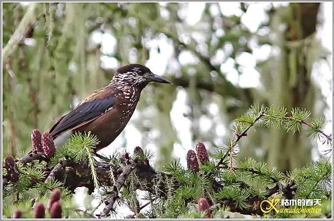 记录星鸦、达乌里寒鸦、小嘴乌鸦【照片】
