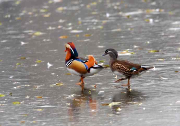夫唱妇随（鸳鸯）