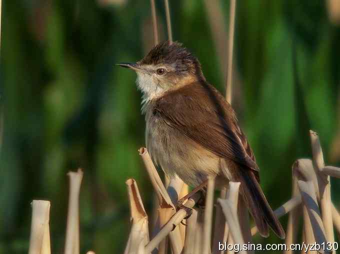都是大苇莺吗？（组图，3张图片）