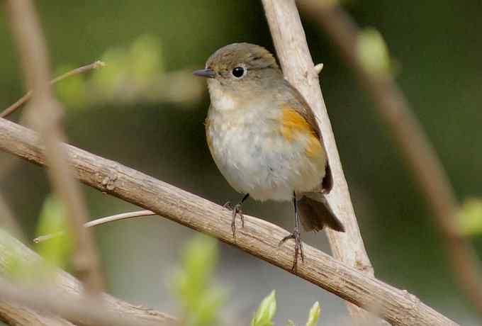 莲花池四月的花鸟