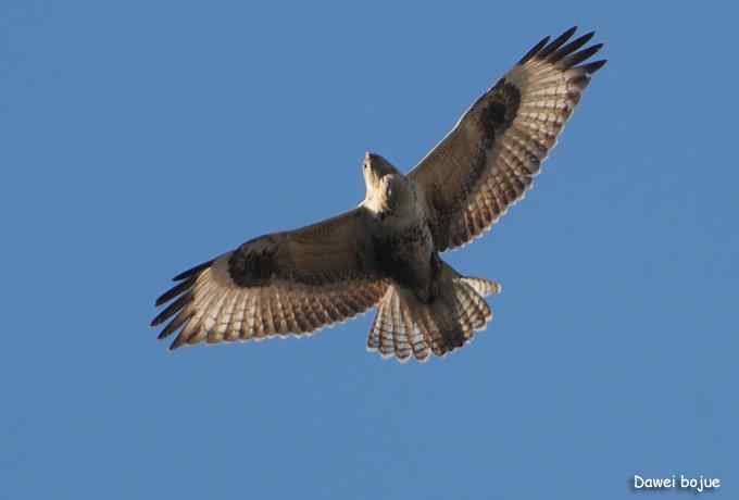 十渡几只鸟 十渡几只鸟