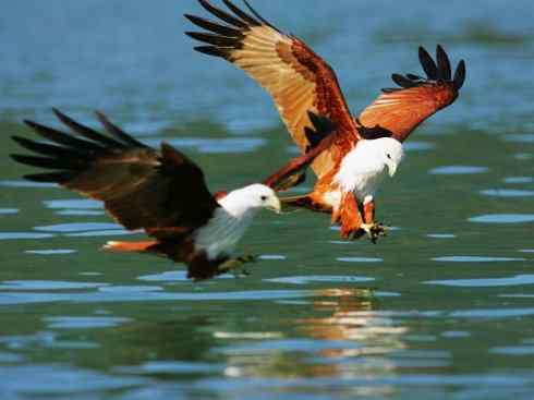 白头鸟系列：另类的美丽12