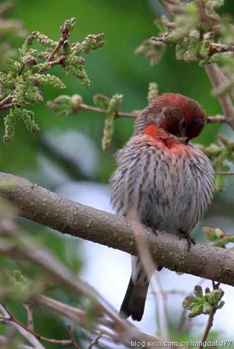 家朱雀(2) 家朱雀(2)