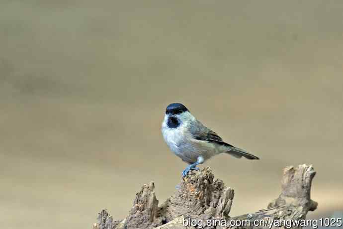 北京天坛公园的鸟类——沼泽山雀（1）