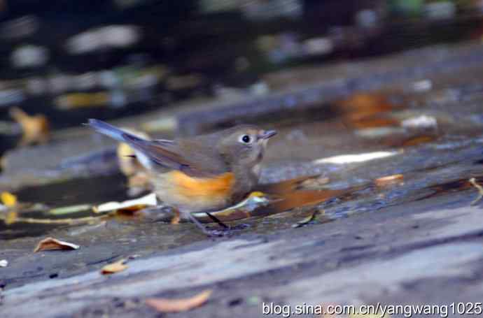 阳光下的红肋蓝尾鸲 wbr wbr2