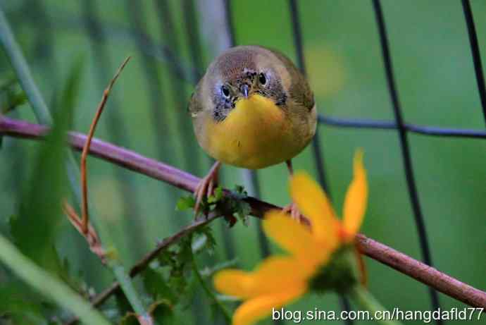 普通黄喉地莺路雌鸟