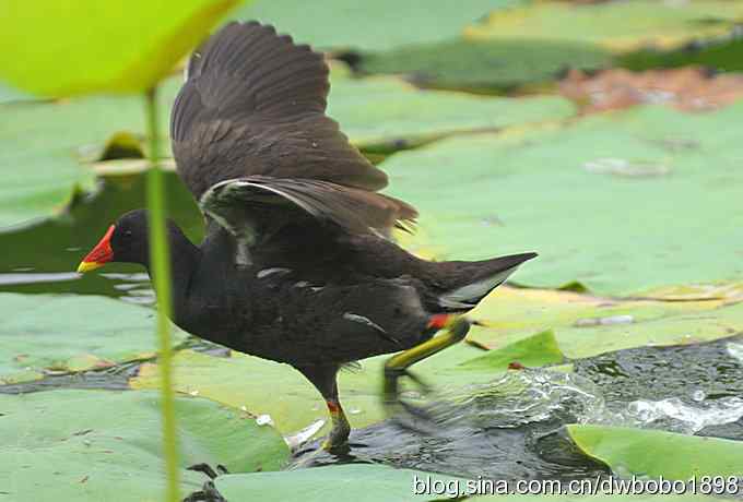 黑水鸡育雏 黑水鸡育雏