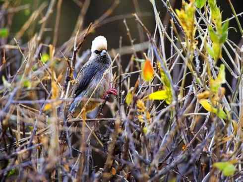 白头鸟系列:另类的美丽6 白头鸟系列:另类的美丽6