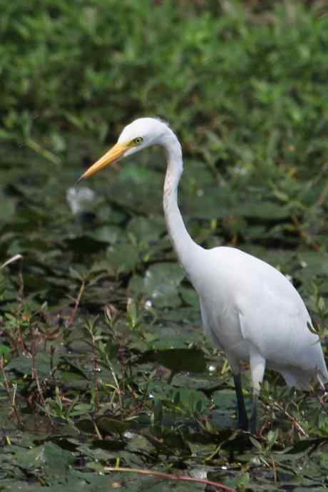 摄鸟拾趣（二十） wbr白鹭（一）