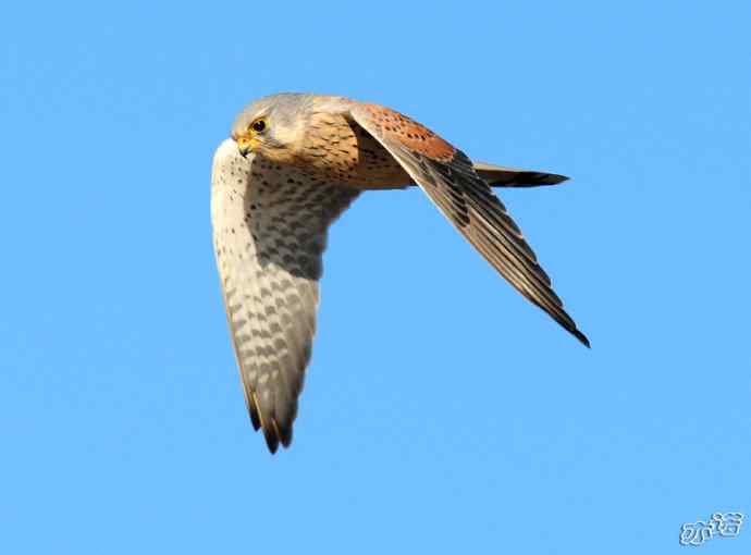 官厅水库&nbsp;wbr路&nbsp;wbr风中悬停的红隼