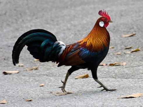 凤凰：传说的鸟原型探秘（原鸡）