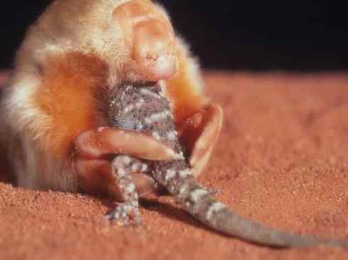 动物世界：山寨还是原创之十二