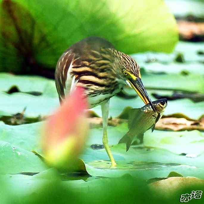圆明园&nbsp;wbr路&nbsp;wbr池鹭抓大鱼