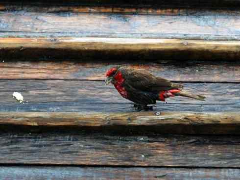 美丽无罪：雀鸟之雀类