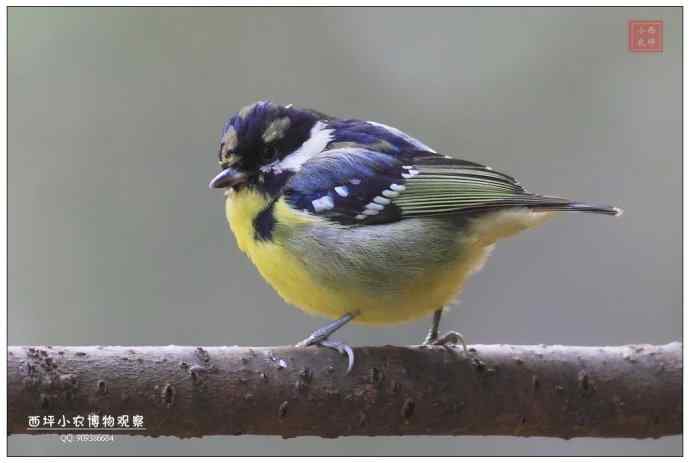几张黄腹山雀